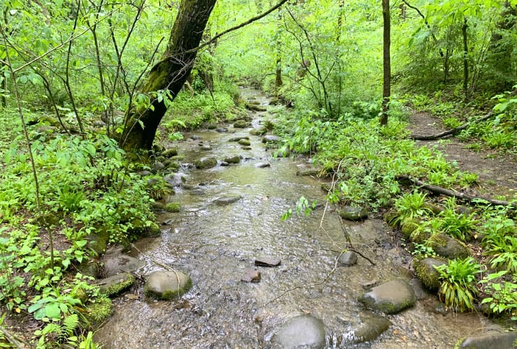 GSMNP Sawmill Branch