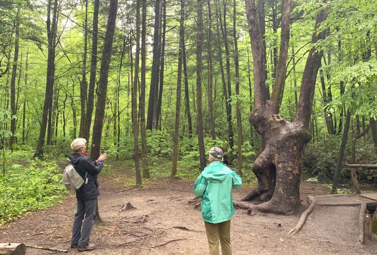 Cove Mountain Trail Great Smoky Mountains Hiking Trails