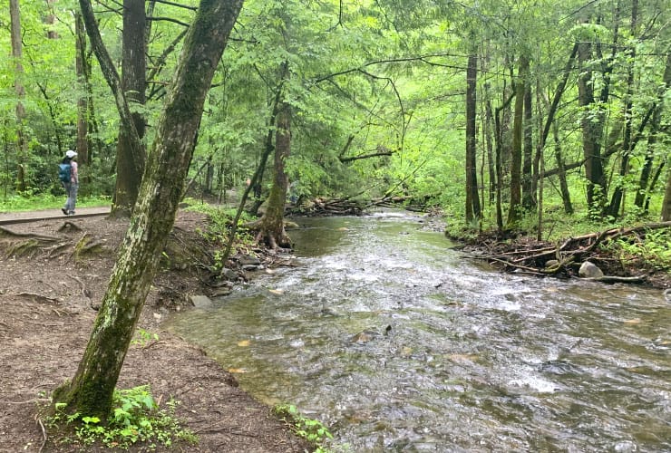 Great Smoky Mountains Hiking Trails Fighting Creek