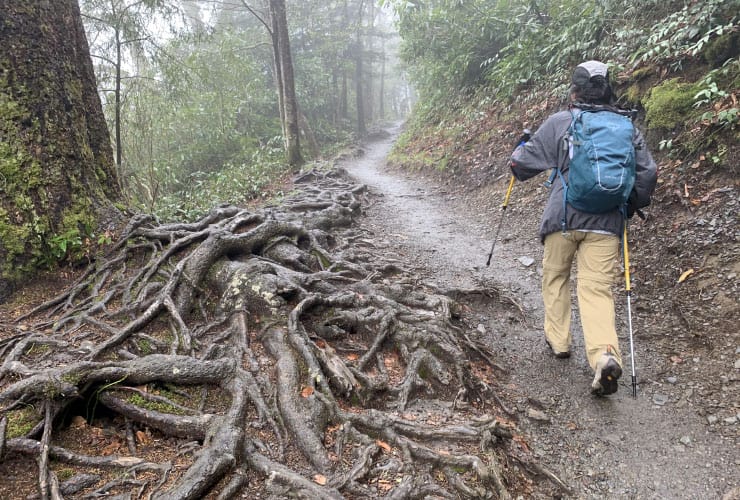 Cool Tree Roots Smoky Mountains