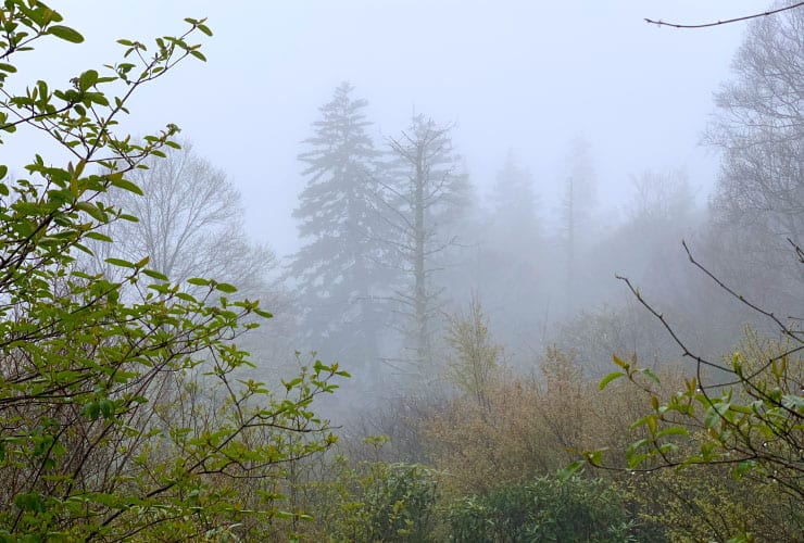 Misty View from the Alum Cave Bluffs Trail