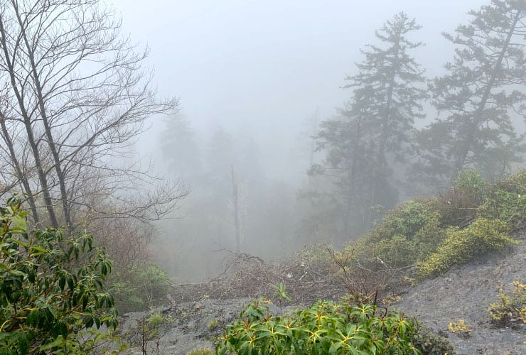 Foggy Cliff Edge Alum Cave Bluffs Trail