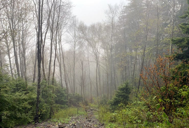 Foggy View From the Alum Cave Bluffs