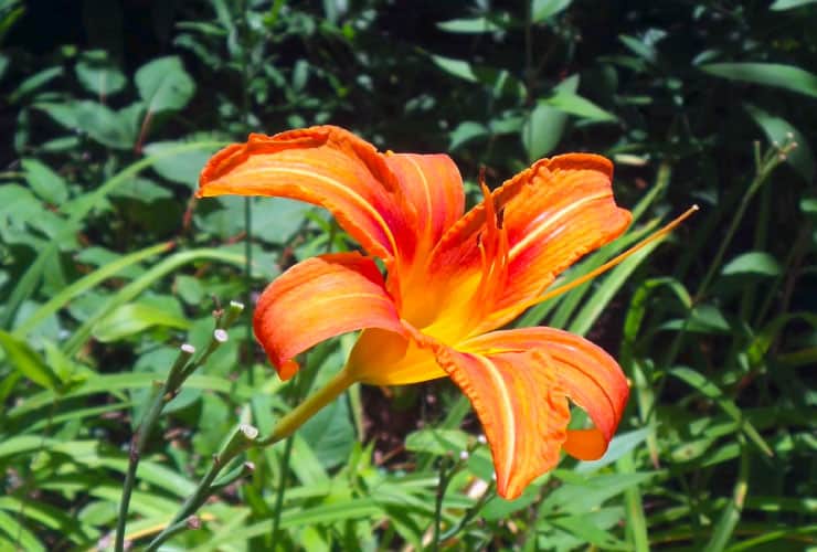 Oconaluftee Indian Village Botanical Gardens