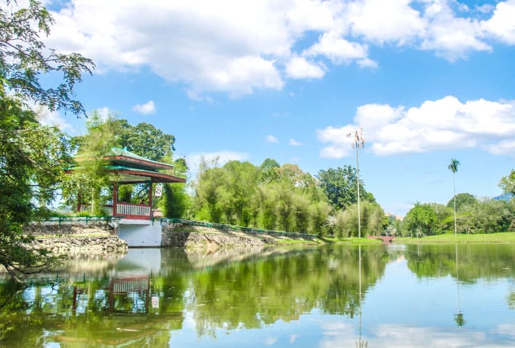 Taiping Lake Gardens Reflections