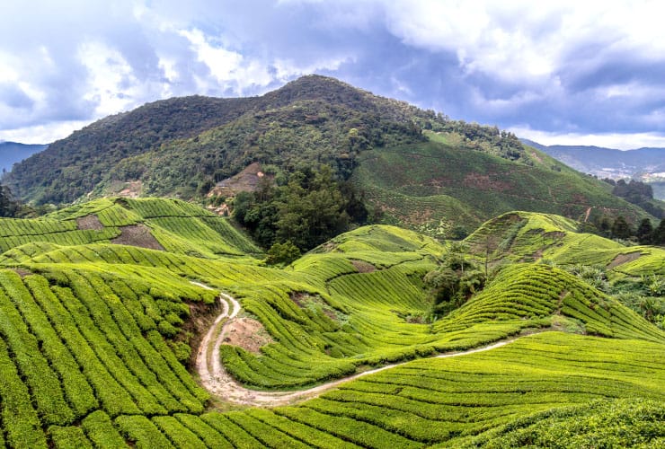 Malaysia Cameron Highlands