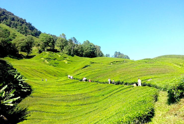 Cameron Highlands