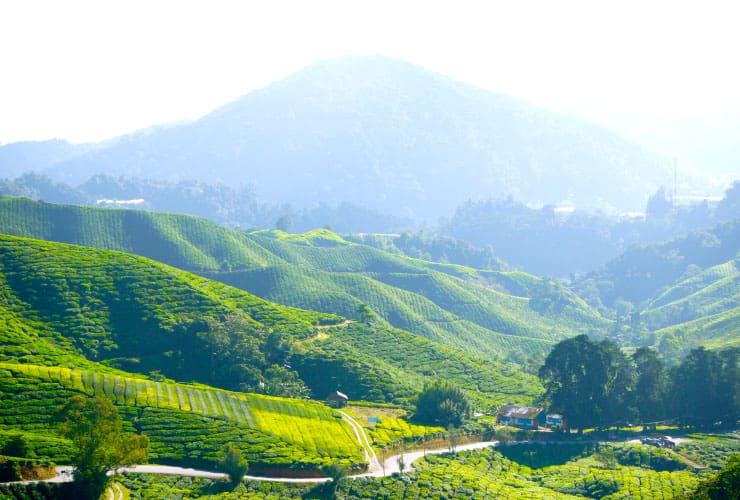 Cameron Highlands Valley