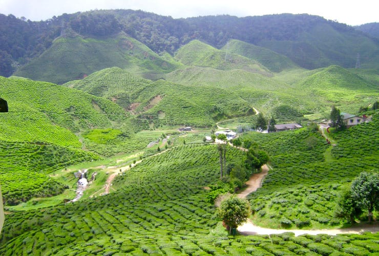 Cameron Highlands Malaysia