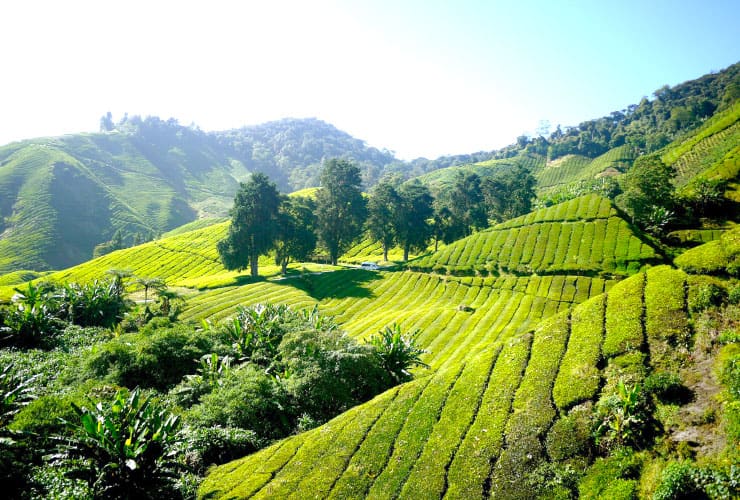 03_05_cameron_highlands