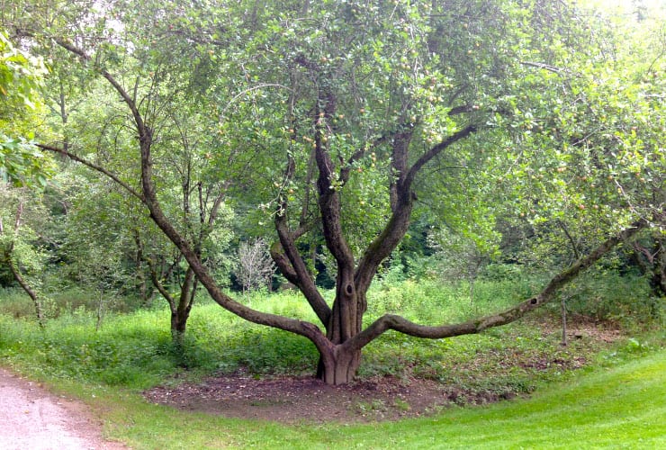 Apple Tree