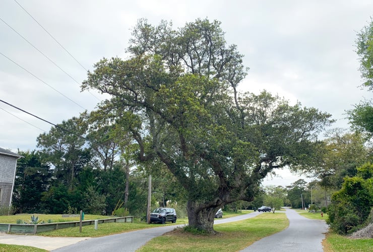 Outer Banks Cora Witch Tree