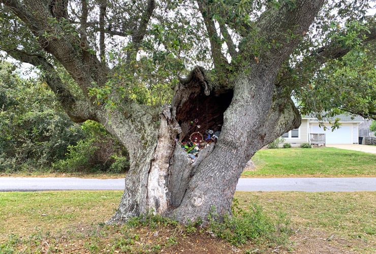 NC Roadside Attraction in Nature Cora Witch Tree