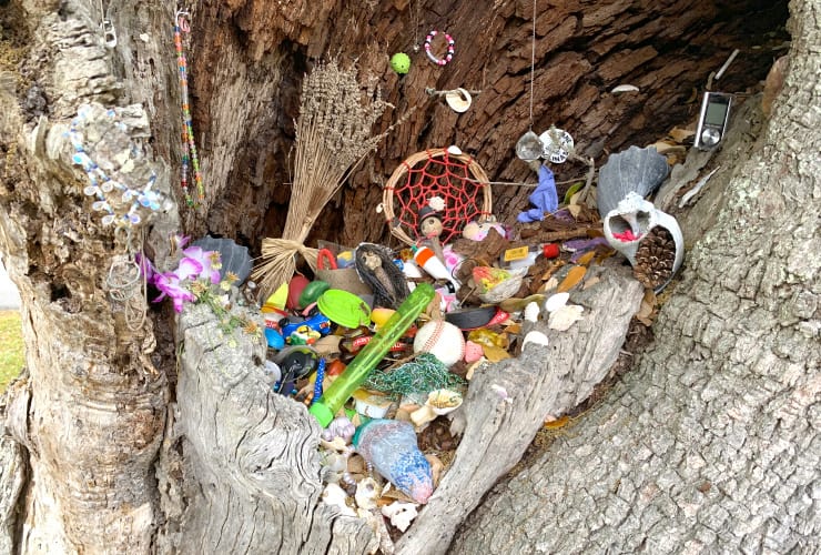 Cora Witch Tree Momentos