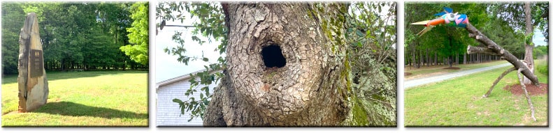 North Carolina Roadside Attractions In-Nature