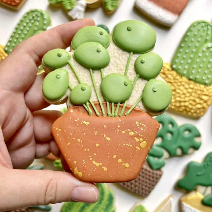chinese money plant Cookies decorated with royal icing