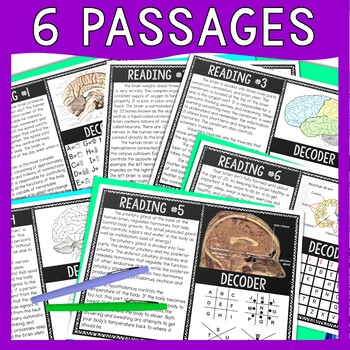 Human Brain Reading Comprehension and Puzzle Escape Room - Nervous System - Image 2