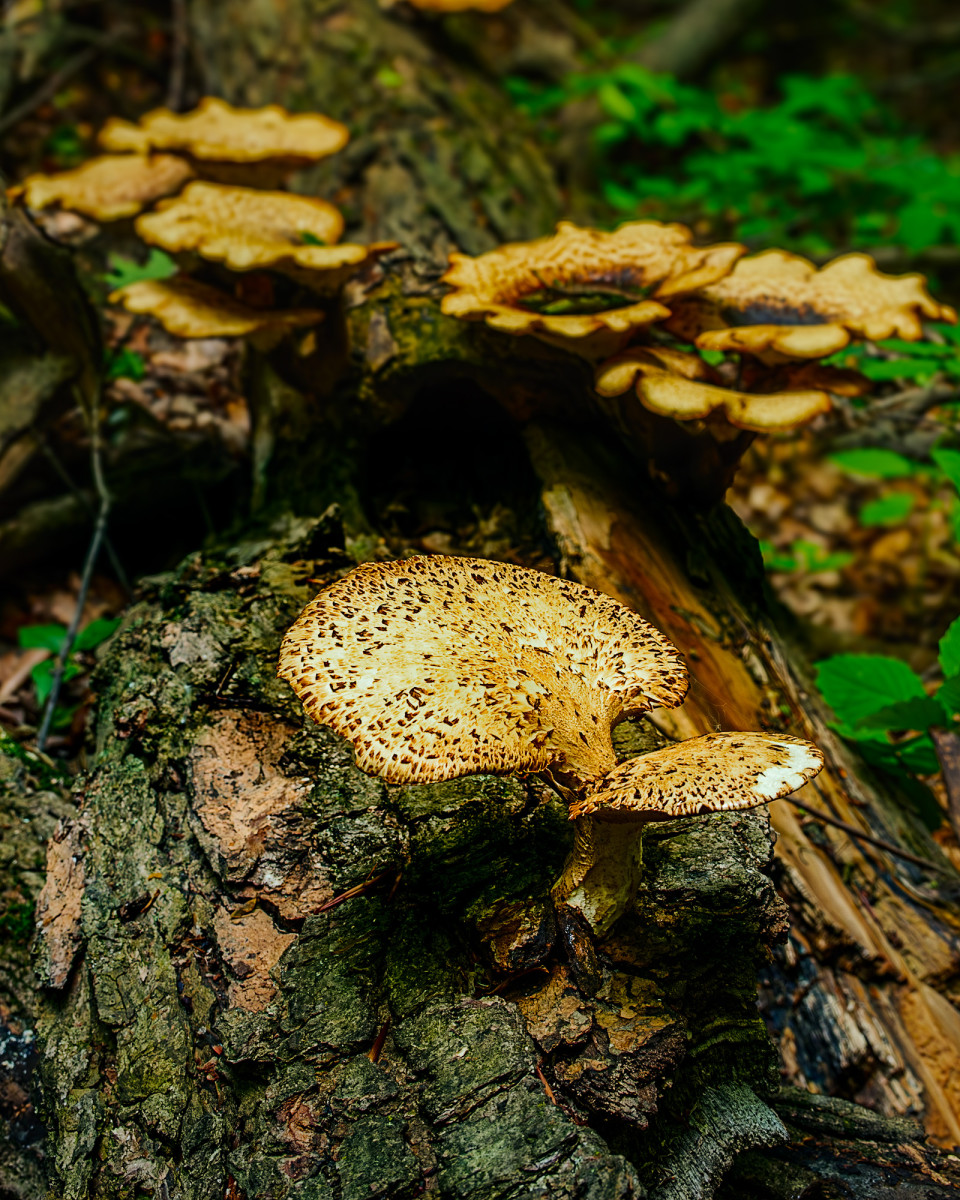 dryads-saddle-20240527-09-42-59-8442-Enhanced-NR-2000-WS