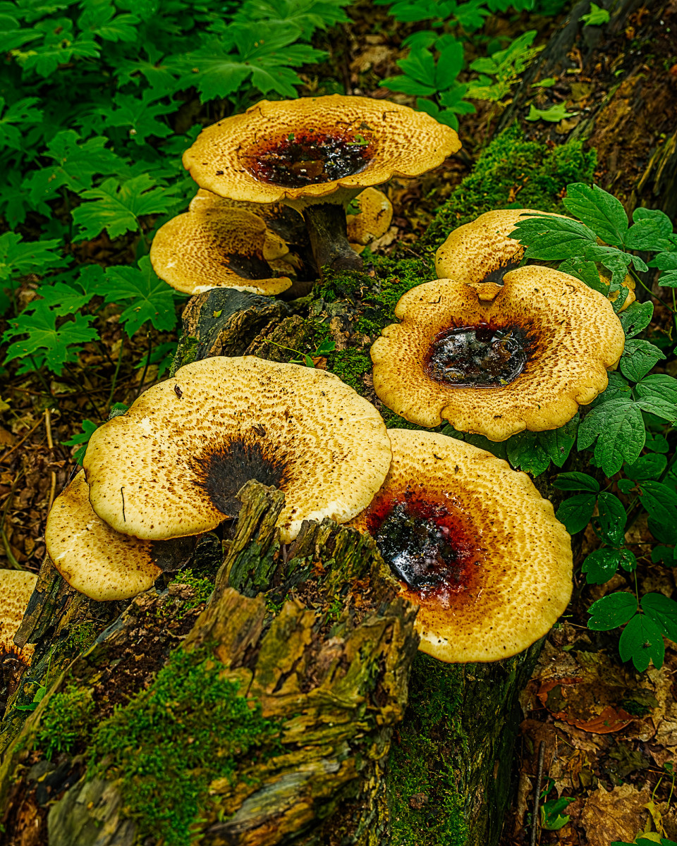dryads-saddle-20240527-10-19-31-8514-Enhanced-NR-2000-WS
