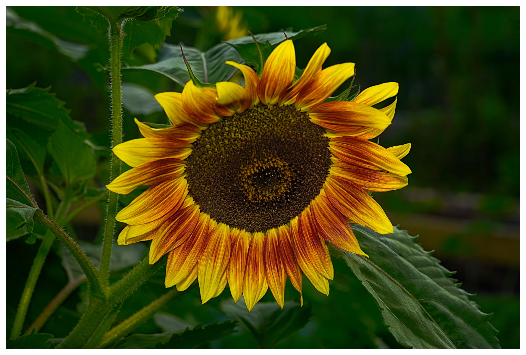 Bulls-eye Sunflower