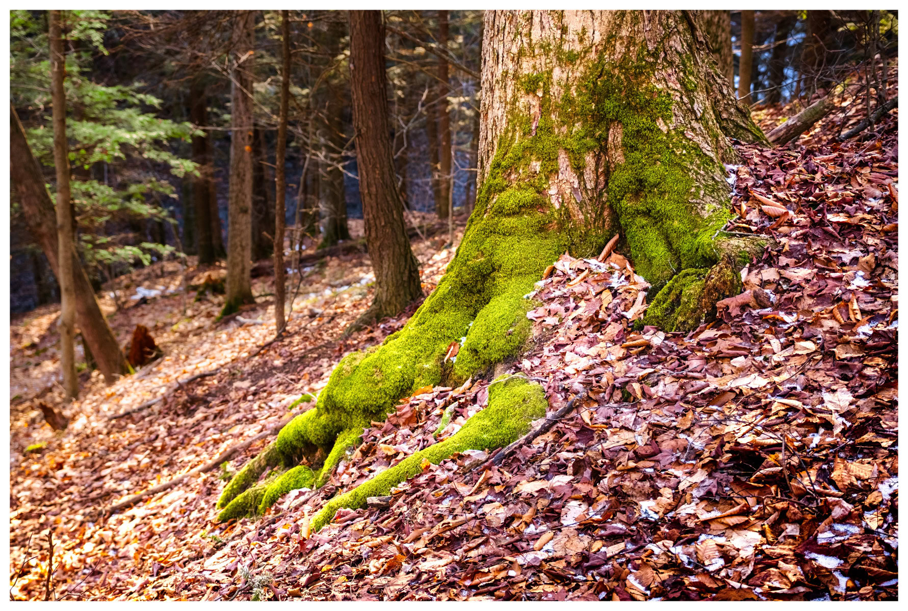 Mossy Roots in Winter Sunlight