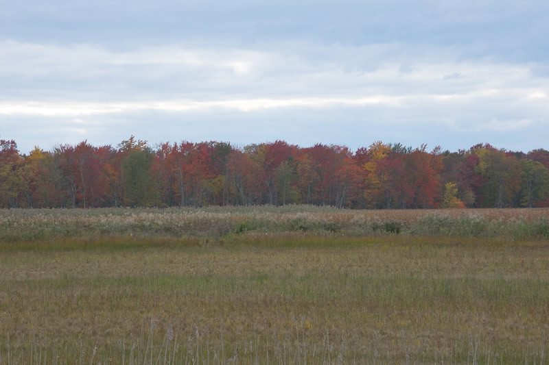 raw image with a linear profile