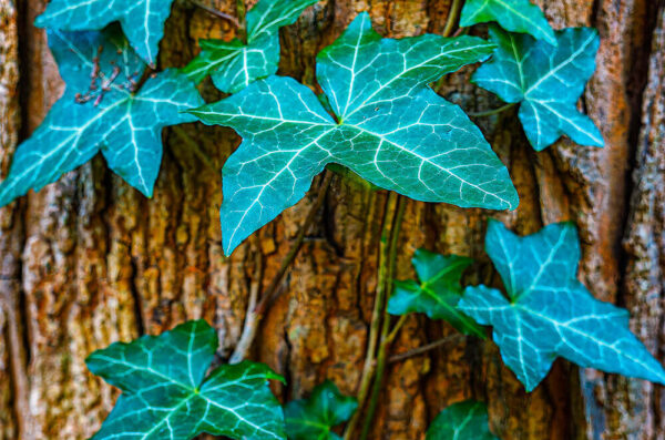 Baltic Ivy – November 9, 2024 365 Project