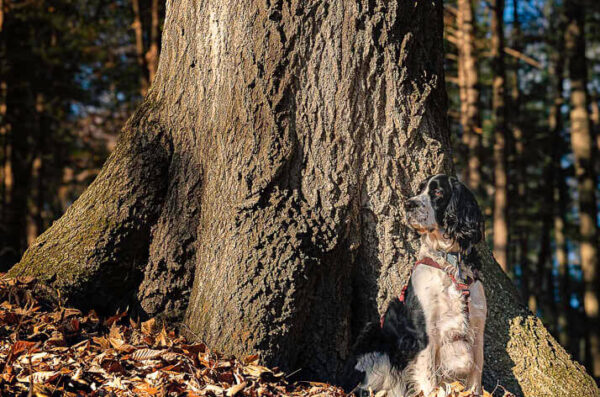 Caden Sitting Next to Large Red Oak – November 18, 2024 365 Project