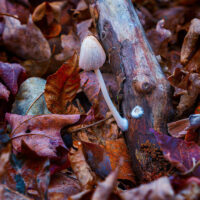 Crumble Cap Mushroom – November 8, 2024 365-Project