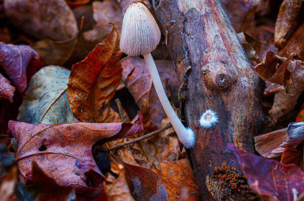 Crumble Cap Mushroom – November 8, 2024 365-Project