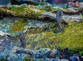 Dead Man’s Fingers Fungi – November 16, 2024 365 Project