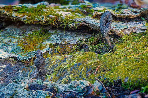 Dead Man’s Fingers Fungi – November 16, 2024 365 Project