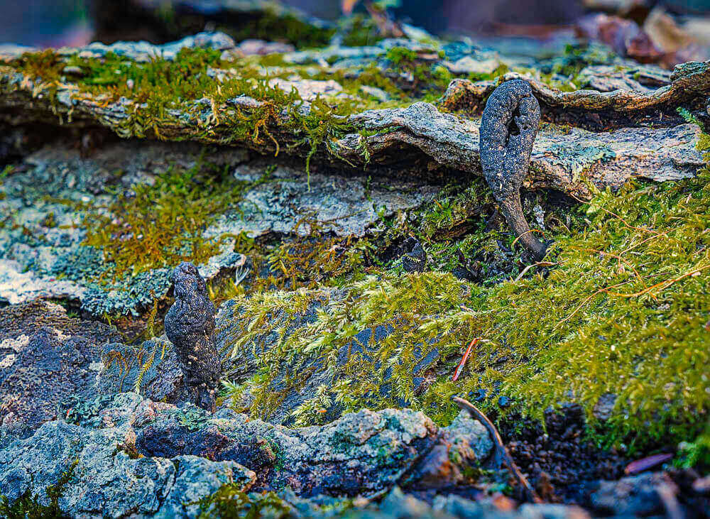 Dead Man’s Fingers Fungi – November 16, 2024 365 Project