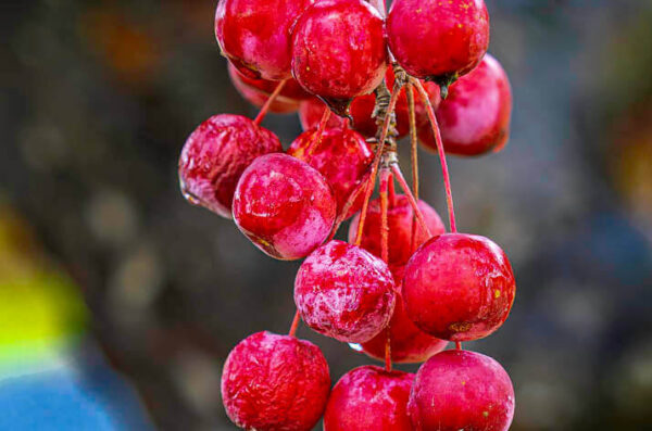 Frozen Crab Apples – November 23, 2024 365 Project