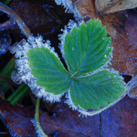 Ice Fringed Leaf – November 13, 2024 365 Project