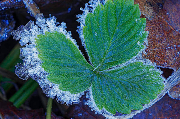 Ice Fringed Leaf – November 13, 2024 365 Project