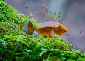 November Shroom – November 5, 2024 365-Project