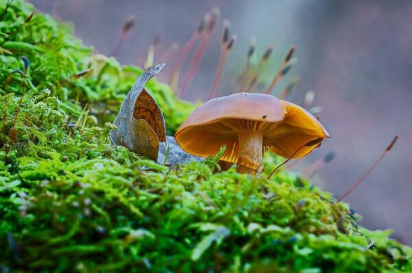 November Shroom – November 5, 2024 365-Project