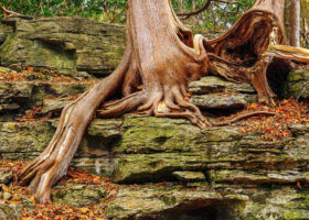 Old White Cedar Hanging On – November 20, 2024 365 Project