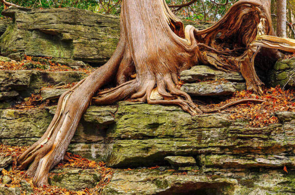 Old White Cedar Hanging On – November 20, 2024 365 Project