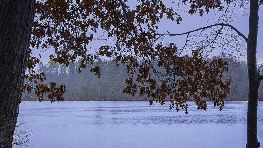 Persistent Oak Leaves – November 22, 2024 354 Project