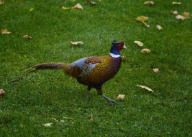 Ring-Necked Pheasant – November 21, 2024 365 Project