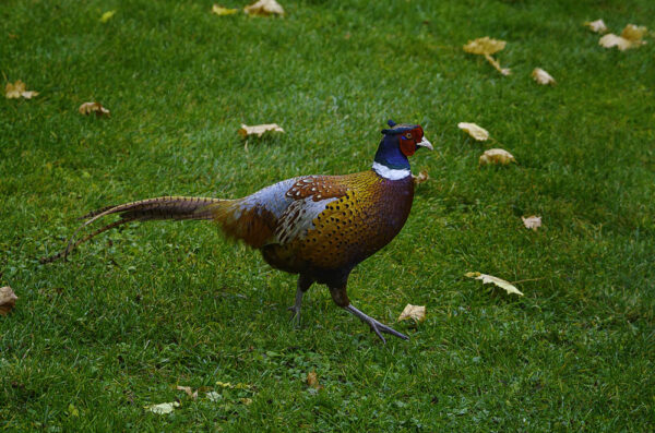 Ring-Necked Pheasant – November 21, 2024 365 Project
