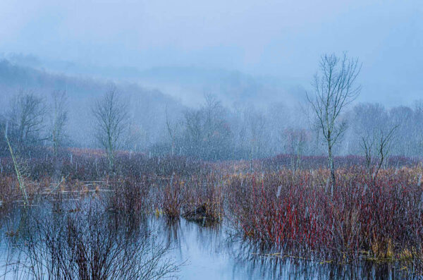 Snowfall in the Marsh – November 28, 2024 365 Project