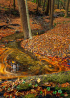 Swirling Leaves in a Stream – November 7, 2024 365-Project
