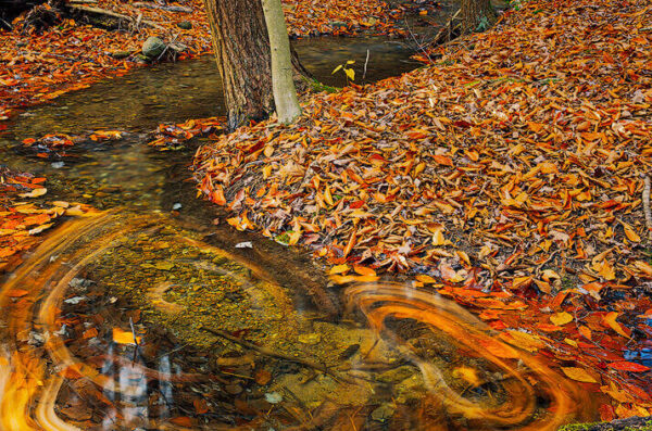 Swirling Leaves in a Stream – November 7, 2024 365-Project