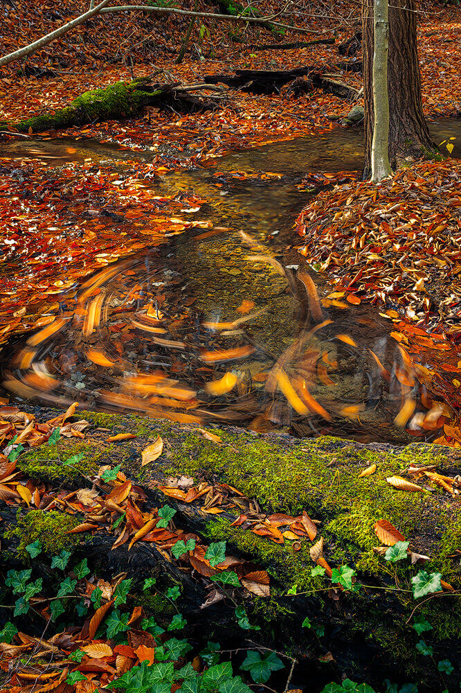 swirling leaves at 5 second exposure