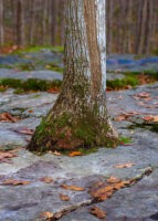 Tight Squeeze for the Ash Tree – November 27, 2024 365 Project