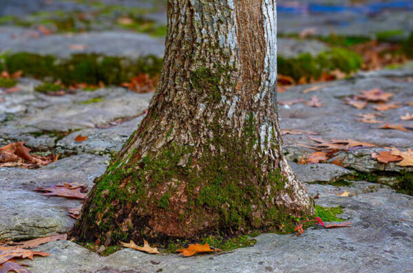 Tight Squeeze for the Ash Tree – November 27, 2024 365 Project