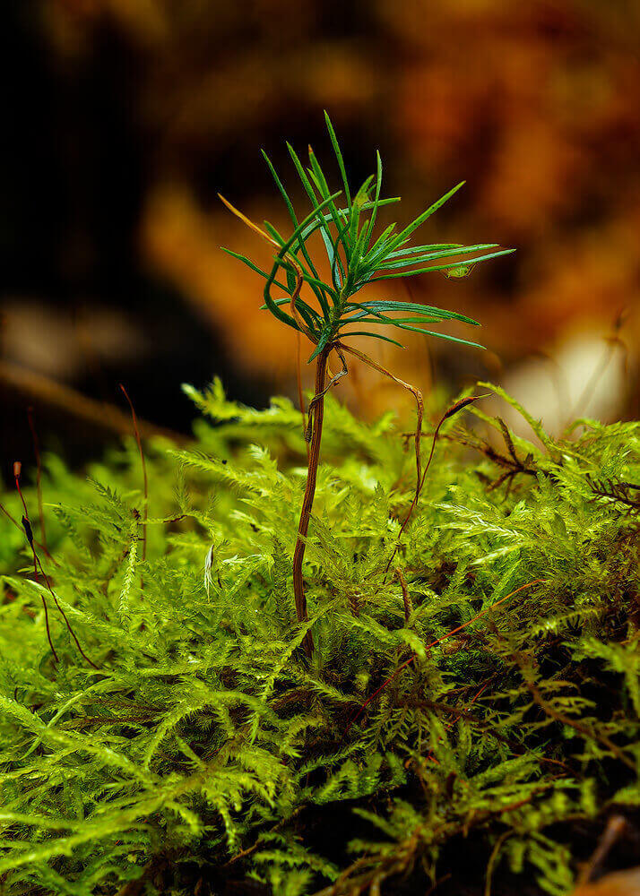 Tiny Surprise – November 6, 2024 365-Project